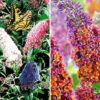 Sommerflieder-Sortiment Zum Vorteilspreis -Gartenpflanzen Geschäft 8973679820830