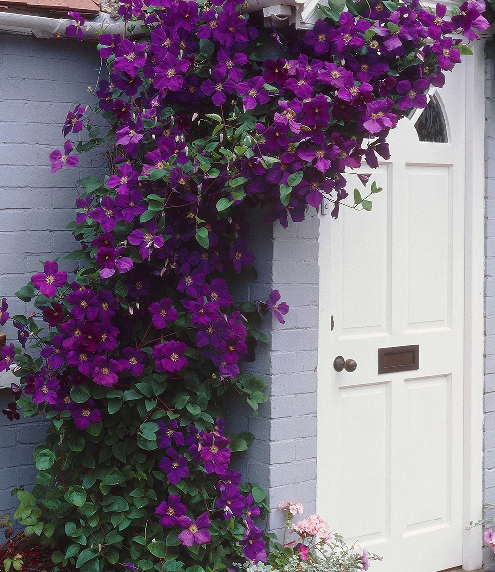 Clematis 'The President®' 3 Clematis 'The President®'