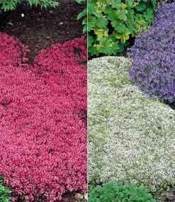 Thymian-Kollektion Rot Und Weiß