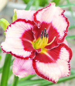 Taglilie 'Lies And Lipstick'