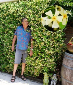 Winterharter Jasmin 'Star Of Toscane®'