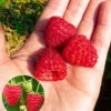 Himbeere Enrosadira® 'Endlosernte' -Gartenpflanzen Geschäft 8973686571038