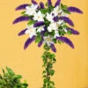 Buddleia-Stämmchen Mit Clematis -Gartenpflanzen Geschäft 8973686702110