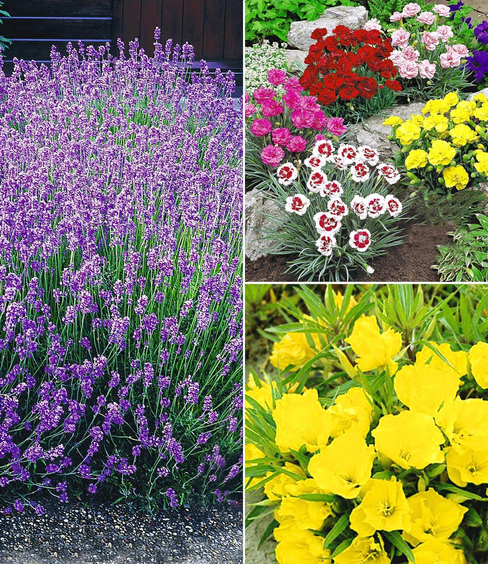 Winterhartes Staudenbeet 'Bienenweide' 3 Winterhartes Staudenbeet 'Bienenweide'