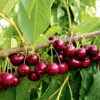 Selbstfruchtende Süßkirsche 'Swing' -Gartenpflanzen Geschäft 8973690175518