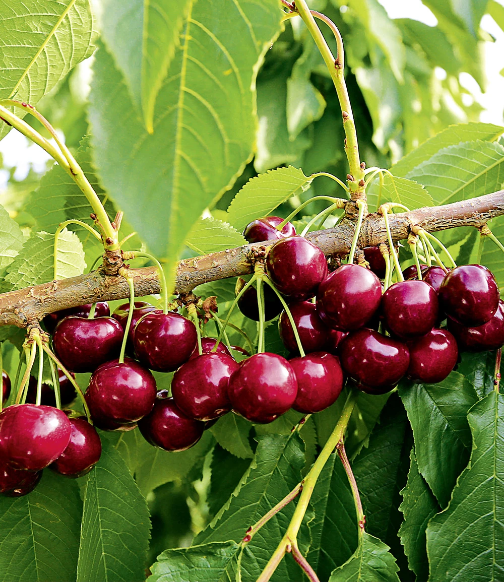 Selbstfruchtende Süßkirsche 'Swing' 2 Selbstfruchtende Süßkirsche 'Swing'