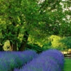 Lavendel 'Phenomenal®' Im 2-Liter Topf 1 Lavendel 'Phenomenal®' Im 2-Liter Topf -Gartenpflanzen Geschäft 8973690241054