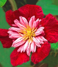 Clematis 'Avant Garde TM'