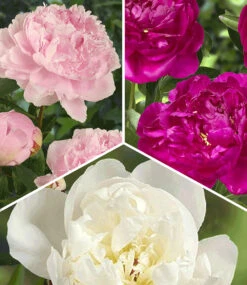 Duft-Pfingstrosen 'Raritäten-Mix'