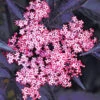 Holunder Sambucus Nigra 'Thundercloud' -Gartenpflanzen Geschäft 8973831897118