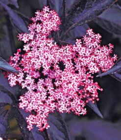 Holunder Sambucus Nigra 'Thundercloud'