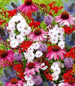 Staudenbeet 'Blooms For Months' -Gartenpflanzen Geschäft 8973836582942