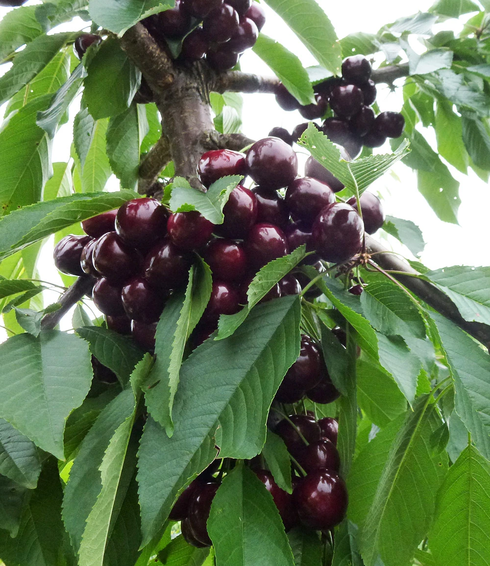 Selbstfruchtende Süßkirsche 'Swing' 4 Selbstfruchtende Süßkirsche 'Swing' – Bild 3
