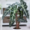 Alocasia Polly -Gartenpflanzen Geschäft 8974239760414