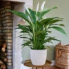 Spathiphyllum Ca. 55-65 Cm Hoch