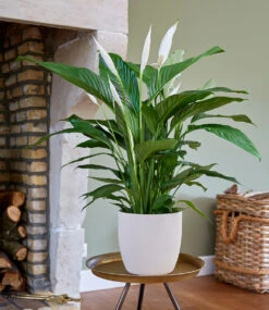 Spathiphyllum Ca. 55-65 Cm Hoch