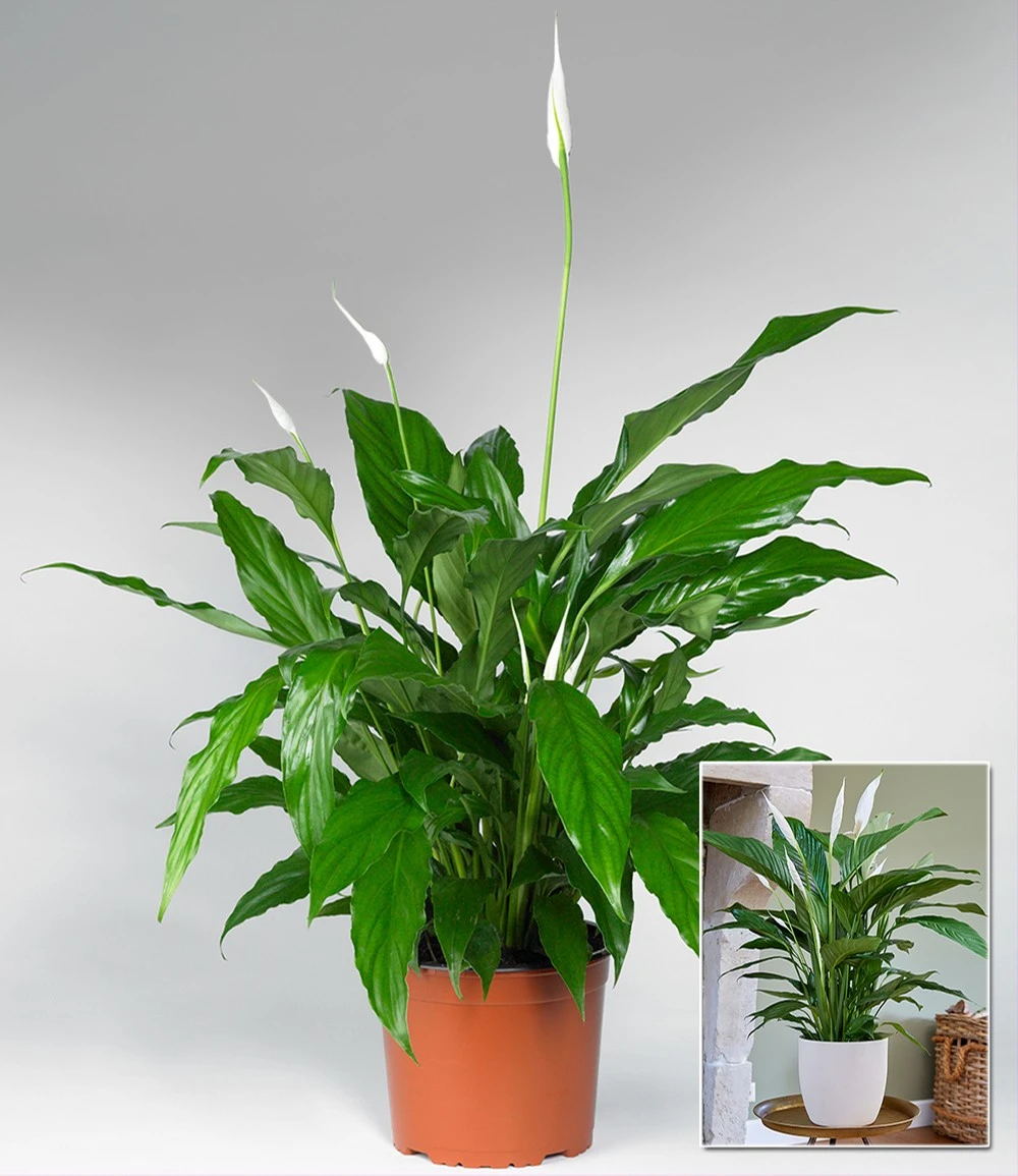 Spathiphyllum Ca. 55-65 Cm Hoch 4 Spathiphyllum Ca. 55-65 Cm Hoch – Bild 2