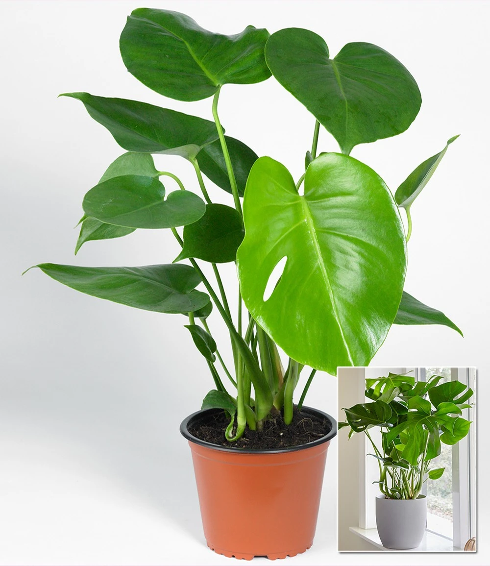 Monstera 4 Monstera – Bild 2