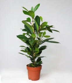 Afrikanischer Feigenbaum Ca. 100-110 Cm Hoch -Gartenpflanzen Geschäft 8975644852254