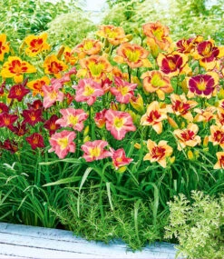 Taglilien-Mix 'Sommertraum'