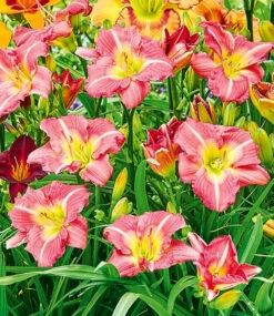 Taglilien-Mix 'Sommertraum' -Gartenpflanzen Geschäft 8976038166558