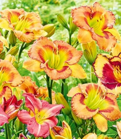 Taglilien-Mix 'Sommertraum' -Gartenpflanzen Geschäft 8976038232094