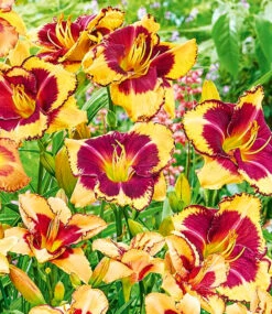 Taglilien-Mix 'Sommertraum' -Gartenpflanzen Geschäft 8976038297630