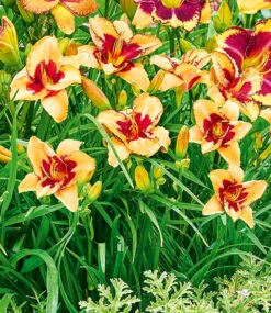 Taglilien-Mix 'Sommertraum' -Gartenpflanzen Geschäft 8976038363166