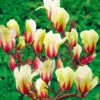 Magnolie 'Sunrise'