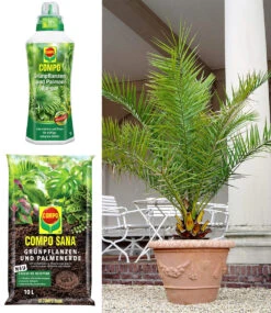 COMPO® Palmendünger & Palmerde & Kanarische Dattelpalme Ca. 50 Cm Hoch