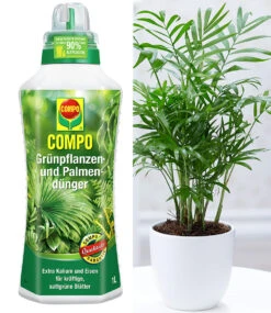 COMPO® Palmendünger & Chamaedorea Palme Ca. 30 Cm Hoch