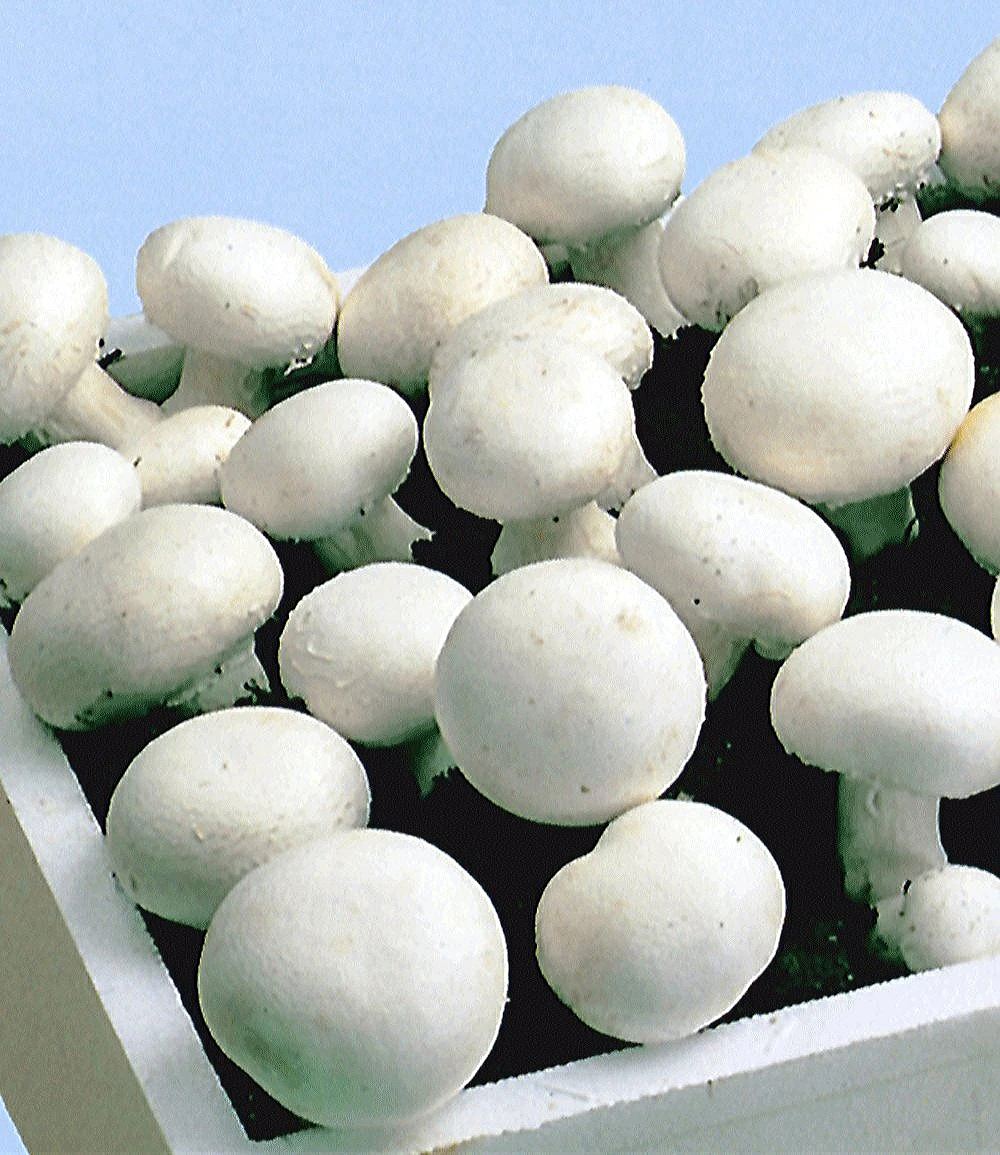 Weiße Edel-Champignons (Kulturset) 6 Weiße Edel-Champignons (Kulturset) – Bild 4