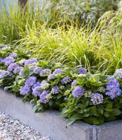 Hortensien-Hecke Forever & Ever® Hortbux® -Gartenpflanzen Geschäft 8977747312670