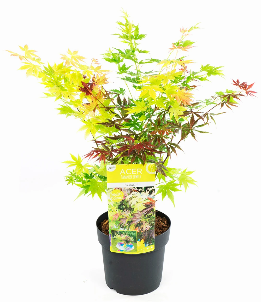 Ahorn '3-Farben Festival' 3 Ahorn '3-Farben Festival'