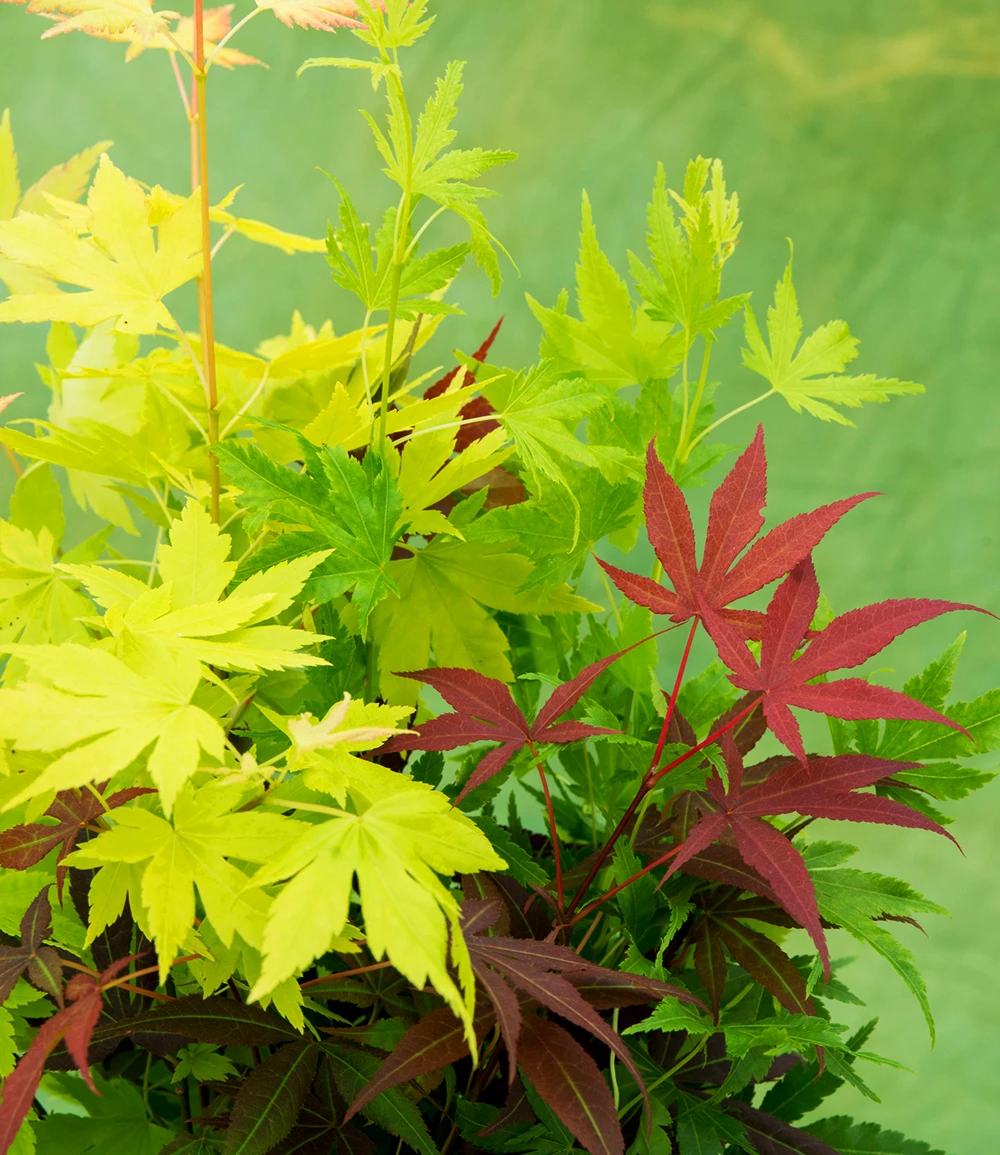 Ahorn '3-Farben Festival' 4 Ahorn '3-Farben Festival' – Bild 2