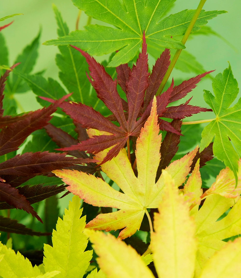 Ahorn '3-Farben Festival' 5 Ahorn '3-Farben Festival' – Bild 3