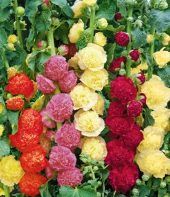 Staudenbeet 'Bauerngarten' -Gartenpflanzen Geschäft 8979126648862