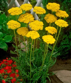 Staudenbeet 'Bauerngarten' -Gartenpflanzen Geschäft 8979126911006