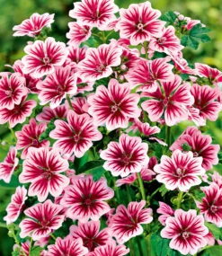 Staudenbeet 'Bauerngarten' -Gartenpflanzen Geschäft 8979126976542