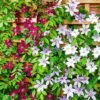 Winterharte Clematis Triologie -Gartenpflanzen Geschäft 8979187236894