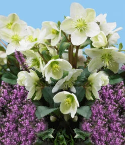 Staudenbeet 'Bauerngarten' -Gartenpflanzen Geschäft 8979225739294