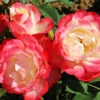 Beet-Rose 'Carmagnole®' 1 Beet-Rose 'Carmagnole®' -Gartenpflanzen Geschäft 8979282821150