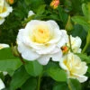 Rose Der Liebe 'Centenaire De Lourdes® Blanc' -Gartenpflanzen Geschäft 8979282952222