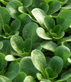 Hochbeet Saatgut-Box -Gartenpflanzen Geschäft 8979641073694