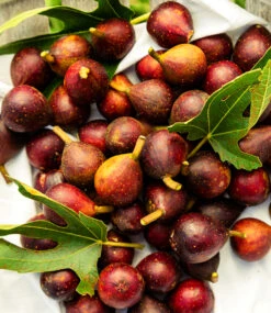 Mini Feigenbaum 'Little Miss Figgy' -Gartenpflanzen Geschäft 8979702382622