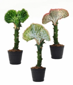 Korallenwolfsmilch 'Cristata' -Gartenpflanzen Geschäft 8981302181918