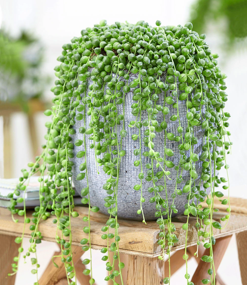 Erbsenpflanze 'Senecio Rowleyanus' 3 Erbsenpflanze 'Senecio Rowleyanus'