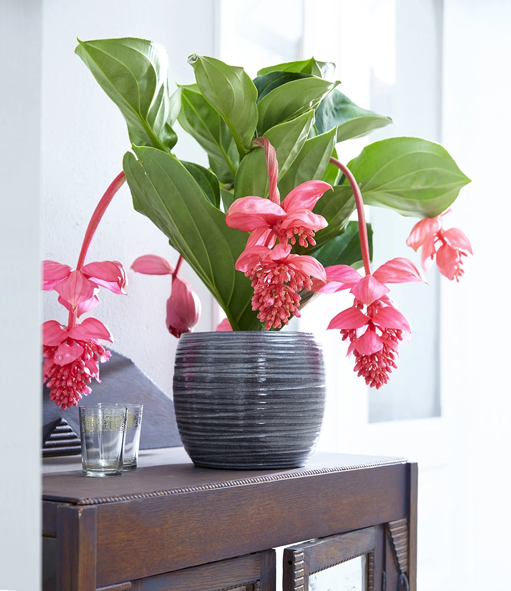 Medinilla 'Bel Air' 3 Medinilla 'Bel Air'