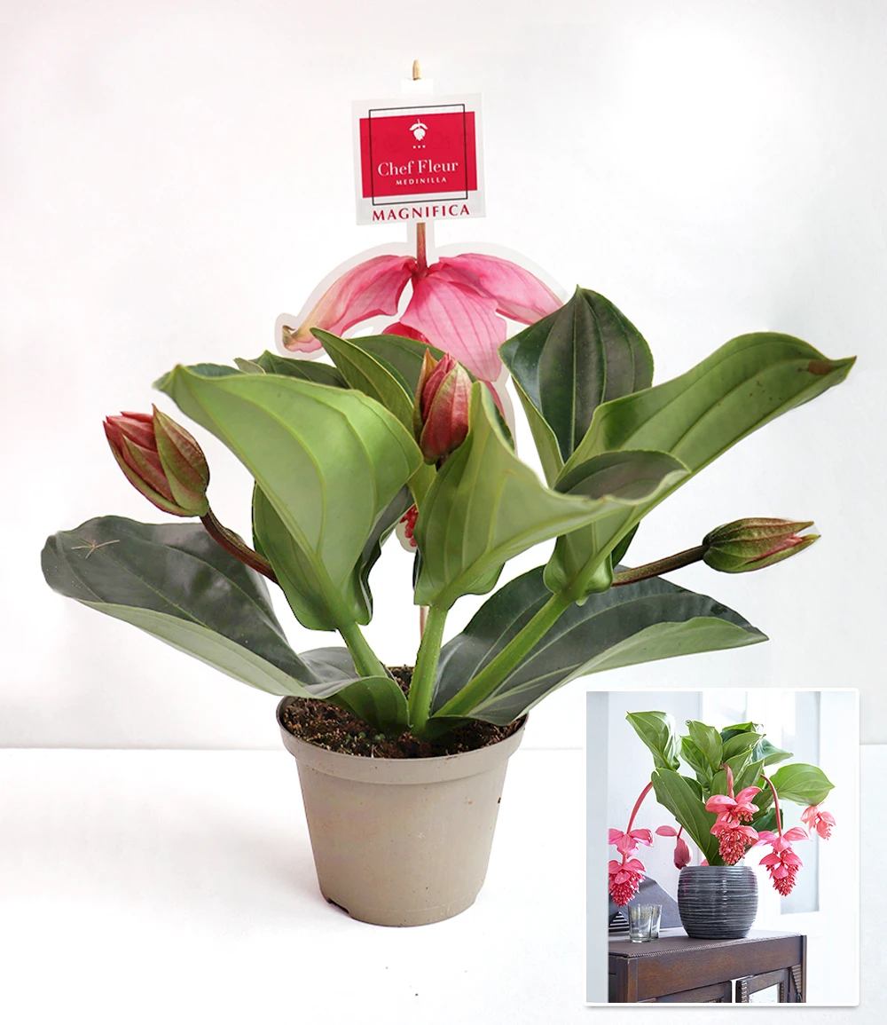 Medinilla 'Bel Air' 4 Medinilla 'Bel Air' – Bild 2