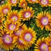 Delosperma 'Fire Spinner®' -Gartenpflanzen Geschäft 8986092797982